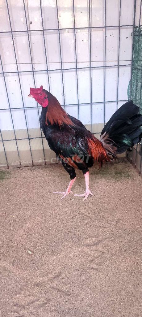 Gà chọi Cuban 1.35kg 9 tháng. Mua bán Gà tại Quận 10 Tp Hồ Chí Minh được đăng bởi Tèo hình 1