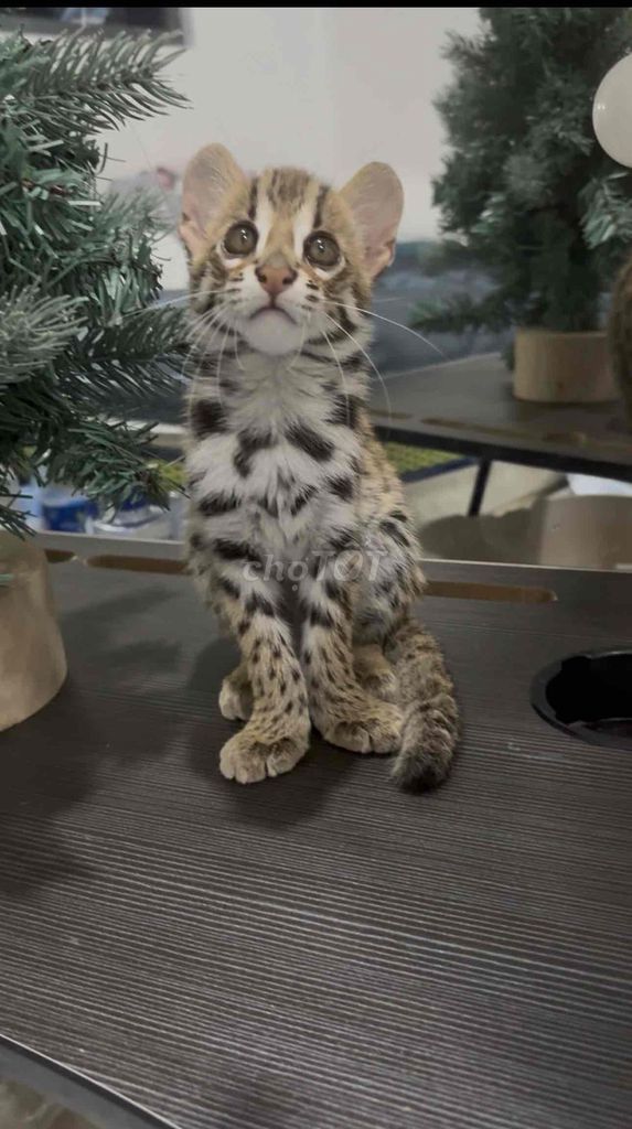Mèo Đực Đốm Hoang Dã. Mua bán Mèo tại Quận 12 Tp Hồ Chí Minh được đăng bởi Gy hình 1