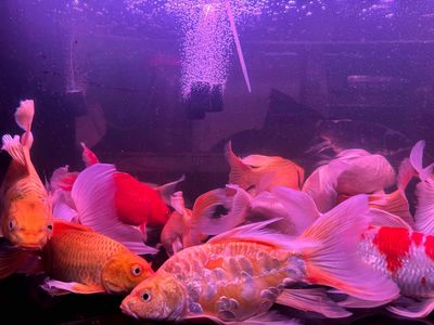Chép phụng lớn 25-35cm. Mua bán Thú cưng khác tại Thành phố Thủ Đức Tp Hồ Chí Minh được đăng bởi Cá Cảnh Hưng Nguyễn 