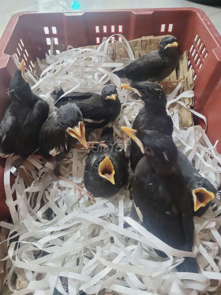 Chim Sáo đen non. Mua bán Chim tại Quận Bình Thạnh Tp Hồ Chí Minh được đăng bởi Shop chim cảnh hình 1