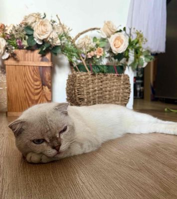Mèo Anh lông ngắn đực 1.5 tuổi đã chích ngừa
