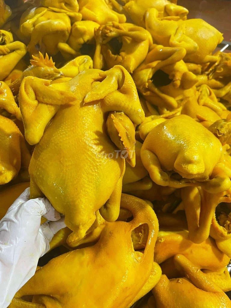 Gà Ta Nguyên Con Ủ Muối. Mua bán Đồ ăn, thực phẩm và các loại khác tại Thành phố Thủ Dầu Một Bình Dương được đăng bởi Ho San hình 1