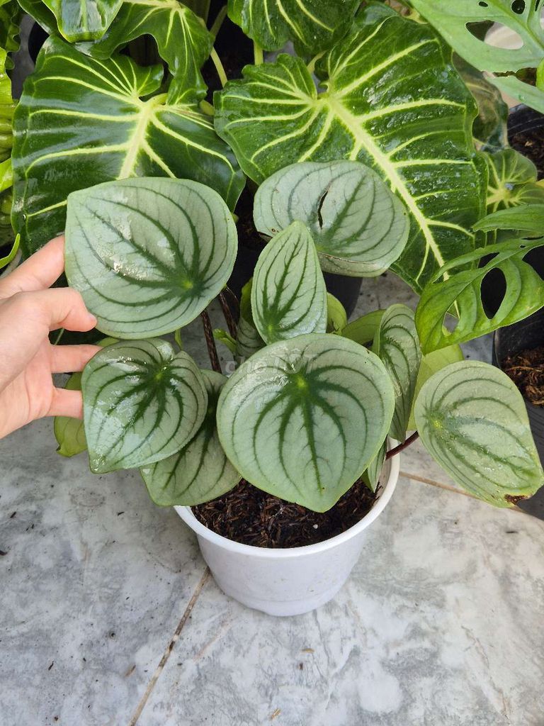 Cây dưa hấu peperomia. Mua bán Cây cảnh, đồ trang trí tại undefined undefined được đăng bởi Khánh Dương hình 1
