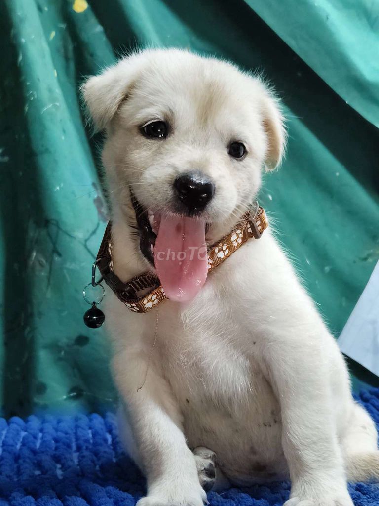 Chó Golden f1 lông xù mềm mại đáng yêu . Mua bán Chó tại Quận Bình Tân Tp Hồ Chí Minh được đăng bởi Nguyễn Hằng hình 1