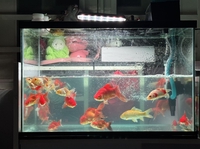 Petshop683
