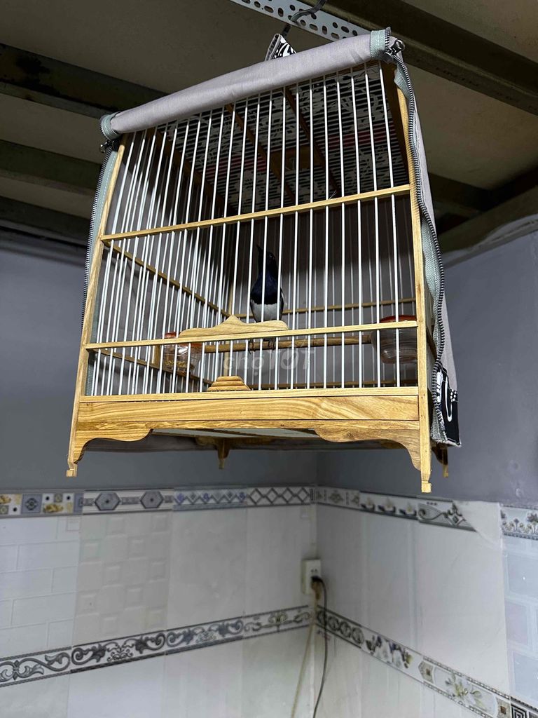 cả bộ chim và lồng