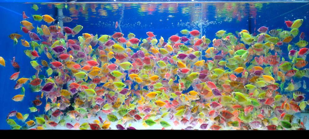 Cá Cánh Buồm Dạ Quang combo 50c 90k, 100c 170k. Mua bán Thú cưng khác tại Quận Bình Thạnh Tp Hồ Chí Minh được đăng bởi Trại Cá Cánh Buồm Ngọc Duyên hình 1