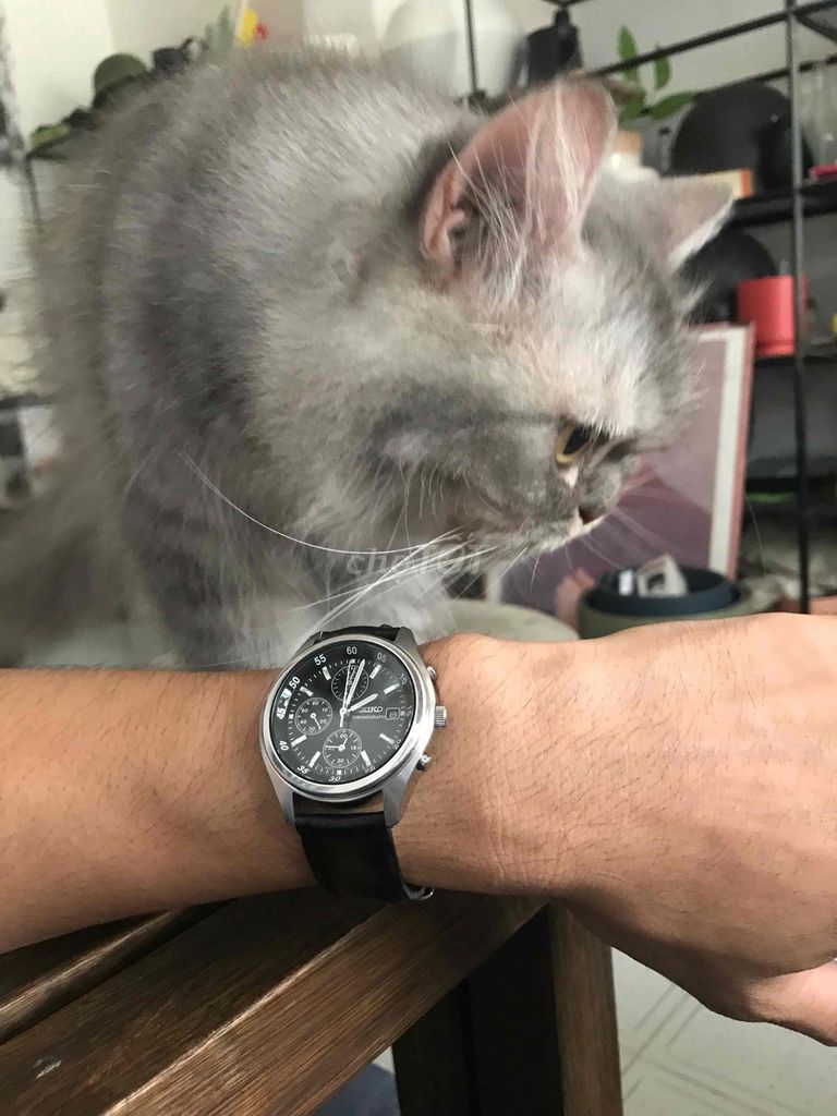 seiko chono 7 kim. Mua bán Đồng hồ tại Quận 10 Tp Hồ Chí Minh được đăng bởi ken hình 3