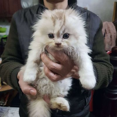 Mèo Anh lông dài đực