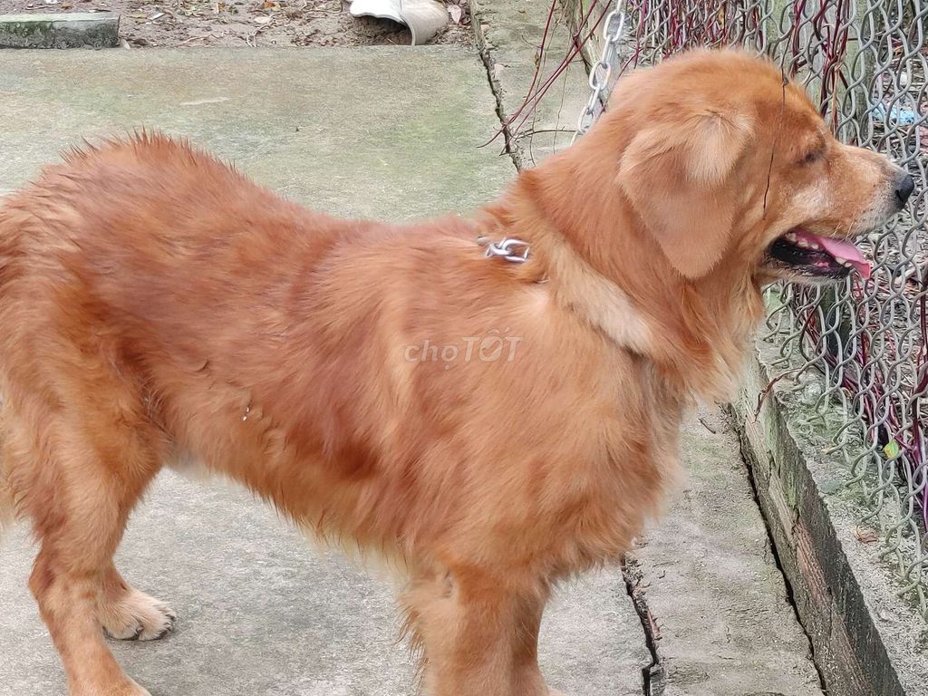 Golden Đực Đỏ To Khủng. Mua bán Chó tại Quận 12 Tp Hồ Chí Minh được đăng bởi Nhân Rottweiler  hình 1