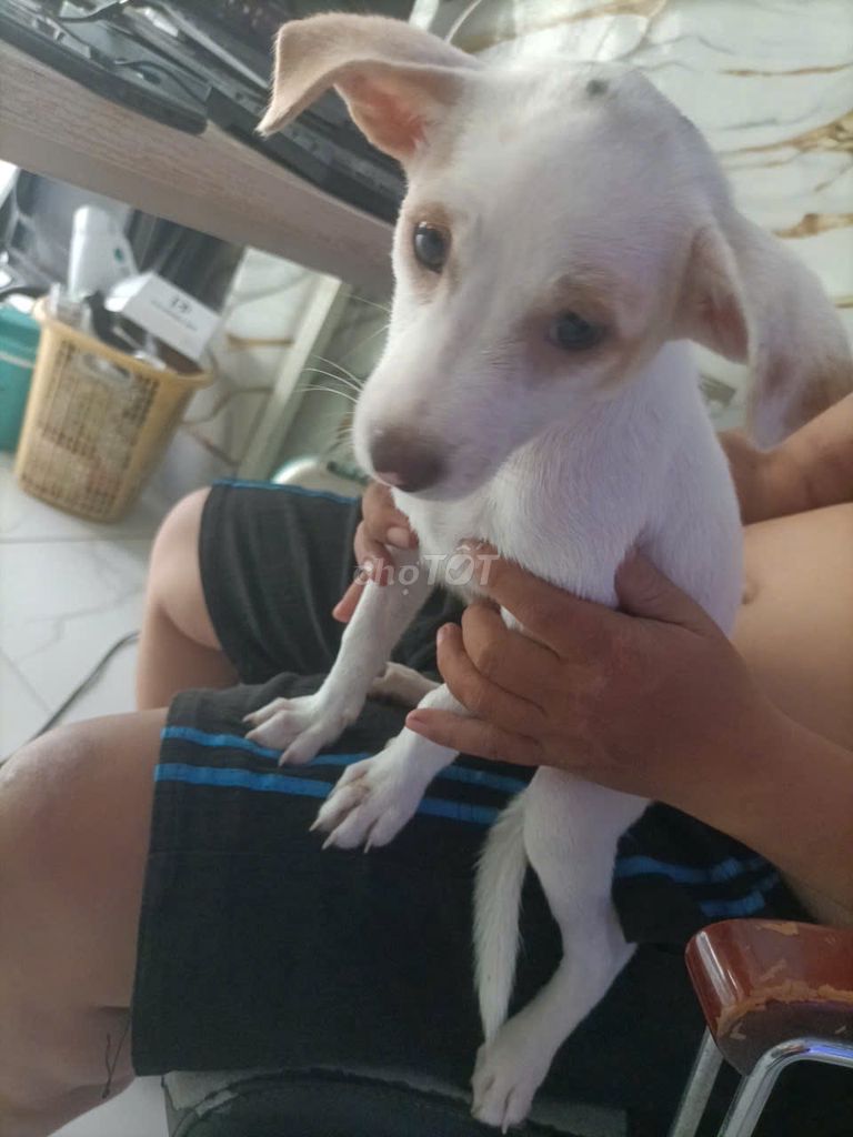Chó cỏ trắng 2 tháng tuổi. Mua bán Chó tại Huyện Bình Chánh Tp Hồ Chí Minh được đăng bởi Phạm Tất Bích Ngọc hình 1