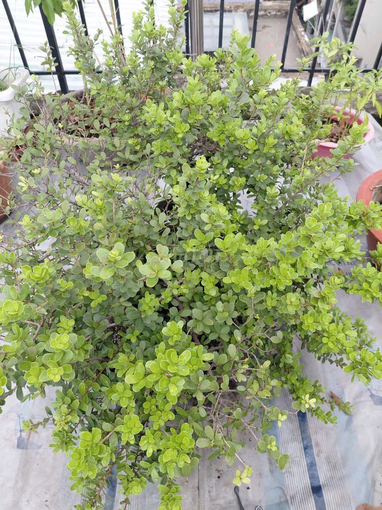 Cây cảnh Hải châu cánh sen. Mua bán Cây cảnh, đồ trang trí tại Quận 3 Tp Hồ Chí Minh được đăng bởi Hoàng Tiến Cảnh hình 1