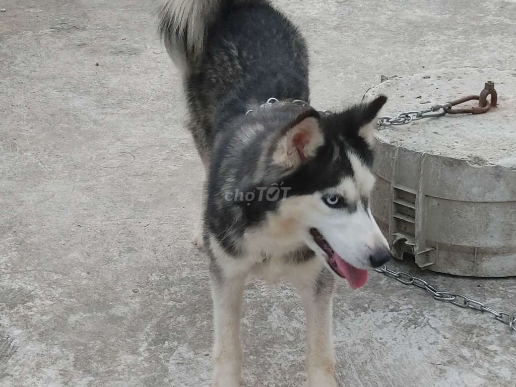Chó Husky Cái Zin. Mua bán Chó tại Thành phố Thủ Dầu Một Bình Dương được đăng bởi Nhân Rottweiler  hình 1