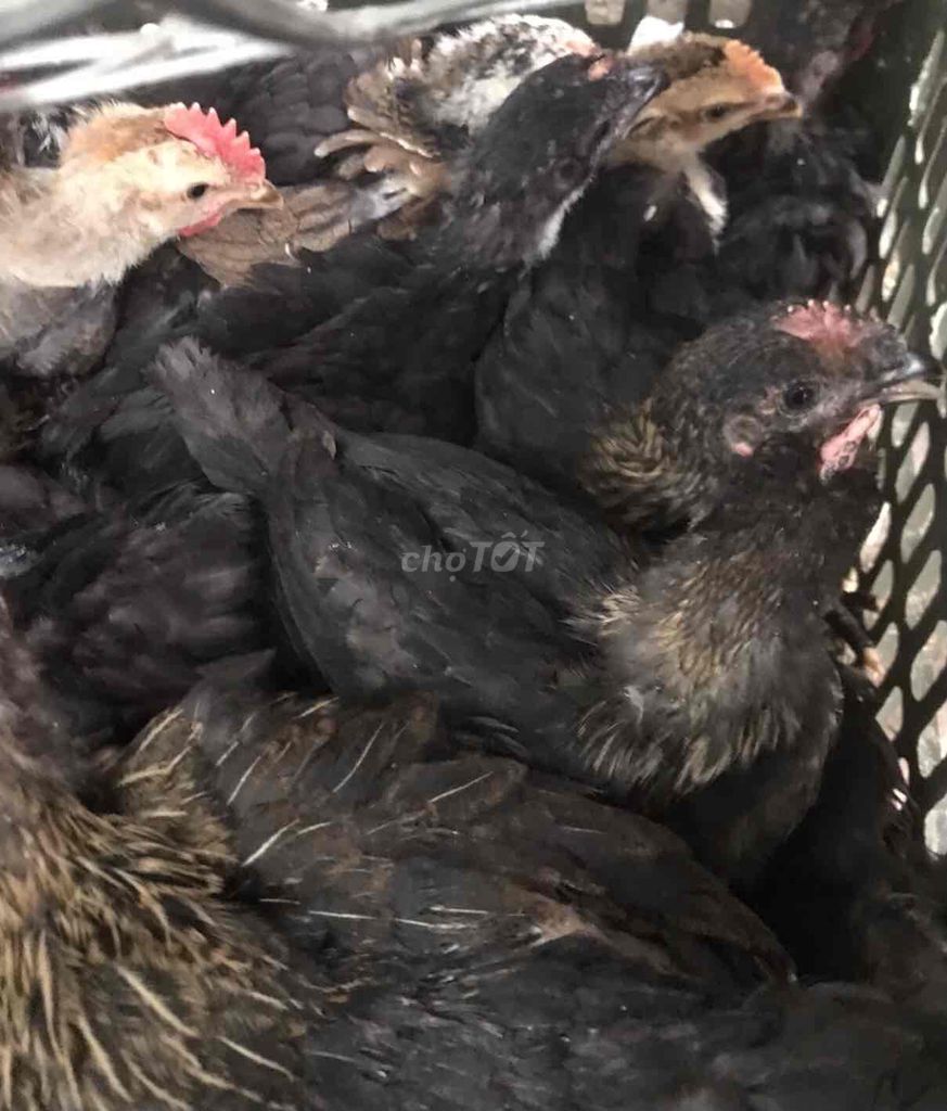 Gà ta lai nòi 8-9 Lạng /con. Mua bán Gà tại Thành phố Thủ Đức Tp Hồ Chí Minh được đăng bởi NGUYEN THIEN hình 1