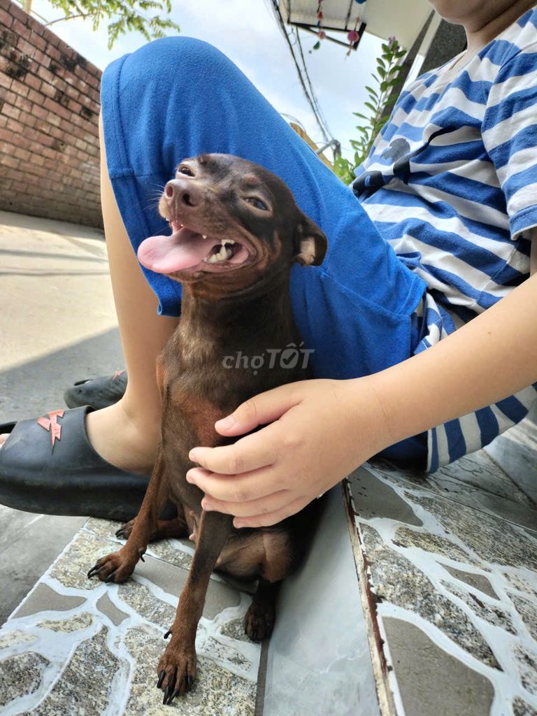 Bán 2 mẹ con Chó Phốc Hươu cái. Mua bán Chó tại Quận Bình Thạnh Tp Hồ Chí Minh được đăng bởi Trần Văn Tưởng hình 1