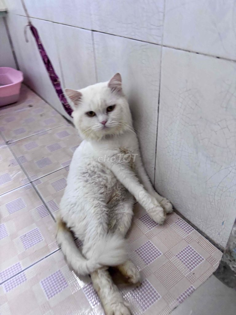 Mèo Xiêm đực Trắng. Mua bán Mèo tại Quận 12 Tp Hồ Chí Minh được đăng bởi Nhung Nhung hình 1