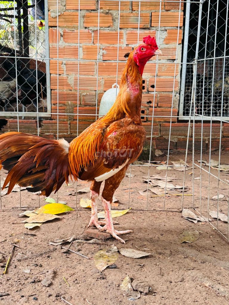 Khét chân trắng , mỏ trắng mới tách bầy , hiện 2k3