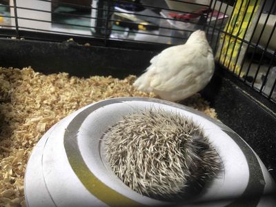 bán rẻ nhím cảnh sz 1,5 tháng tuổi. Mua bán Thú cưng khác tại Quận Thanh Khê Đà Nẵng được đăng bởi Dương Quang Triều