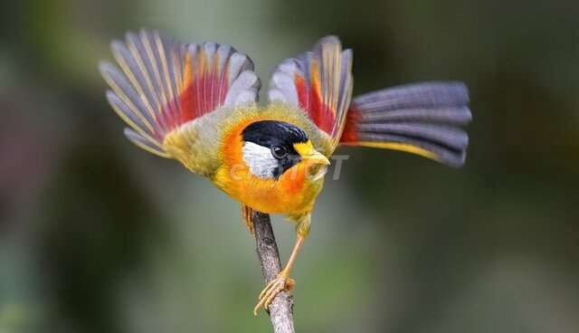 3 mùa bẫy đá. Mua bán Chim tại Quận 1 Tp Hồ Chí Minh được đăng bởi shop mobile hình 1