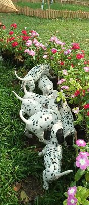 Xuất bầy đàn chó Đốm con đốm đứa nào cũng cực đều. Mua bán Chó tại Huyện Củ Chi Tp Hồ Chí Minh được đăng bởi Nguyễn Huy