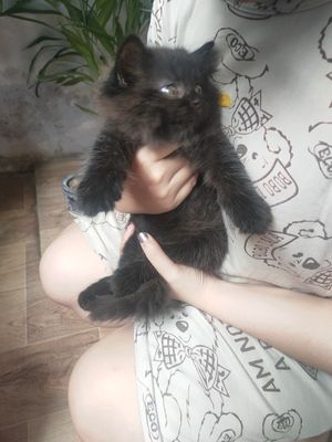 Mèo Anh lông dài đen, thuần chủng 3 tháng tuổi