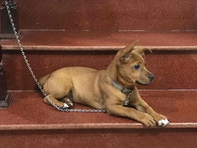 chó Phốc lai Corgi (hoạt bát, chân ngắn,. Mua bán Chó tại Quận Ba Đình Hà Nội được đăng bởi Ha