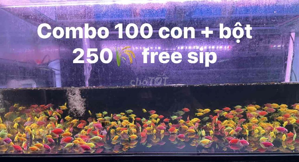 combo 100 cánh buồm kèm bột + free ship nội thành