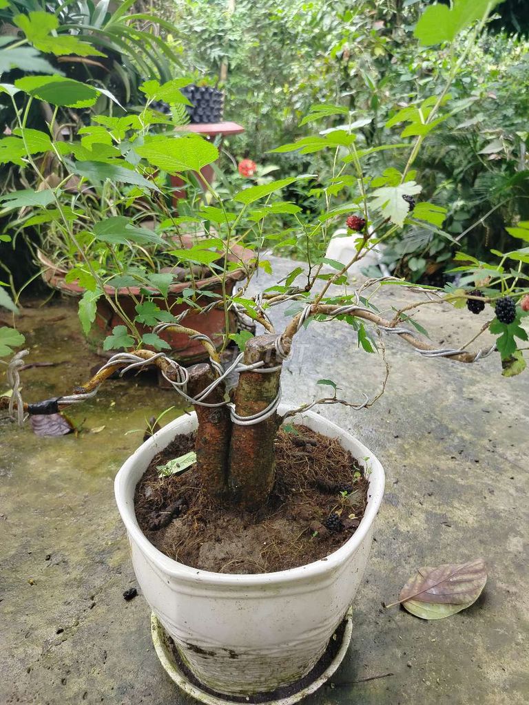 Chậu dâu tằm bonsai