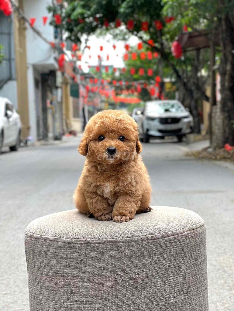 poodle tìm sen yêu chăm sóc. Mua bán Chó tại Thành phố Nha Trang Khánh Hòa được đăng bởi Nguyễn Tuyết hình 1