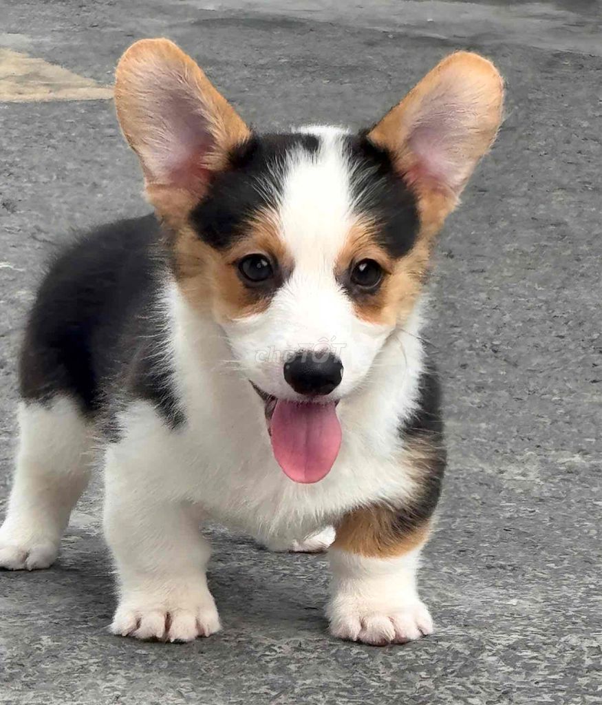 Chó Corgi Tricolor. Mua bán Chó tại Quận Bình Tân Tp Hồ Chí Minh được đăng bởi Trang  hình 1