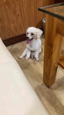 Poodle cái sắp salo. Mua bán Chó tại Thành phố Vũng Tàu Bà Rịa - Vũng Tàu được đăng bởi Tú Tèo