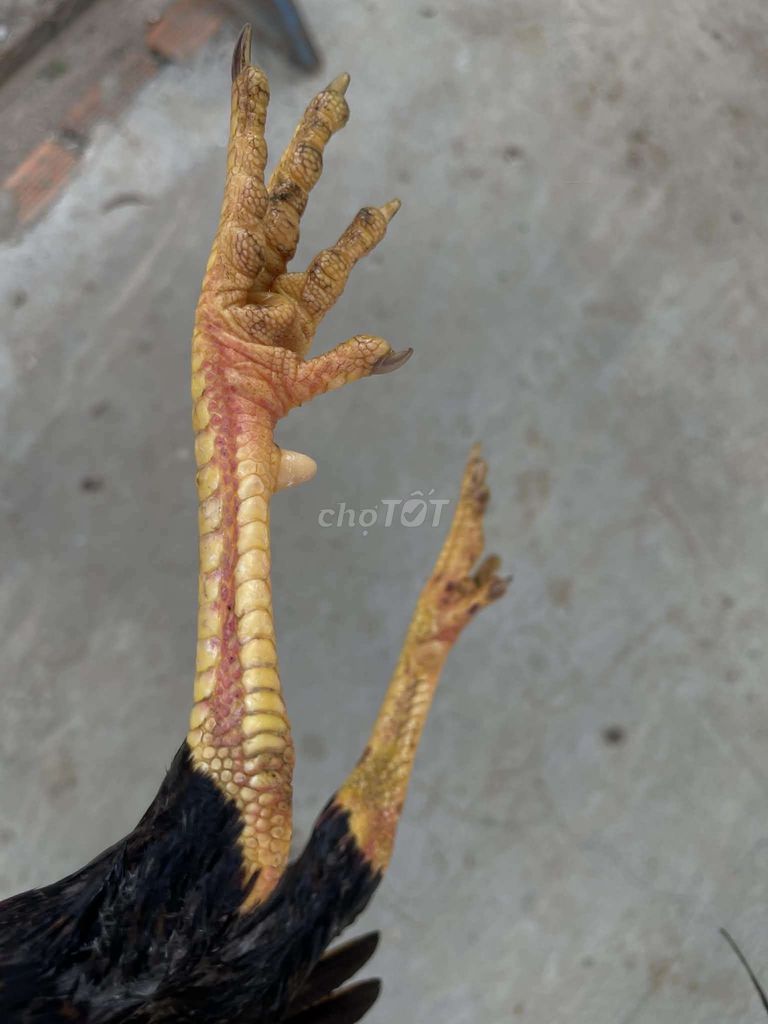 Gà chọi Đen Nâu Đỏ 1.8kg. Mua bán Gà tại Huyện Trảng Bom Đồng Nai được đăng bởi Minh hình 1