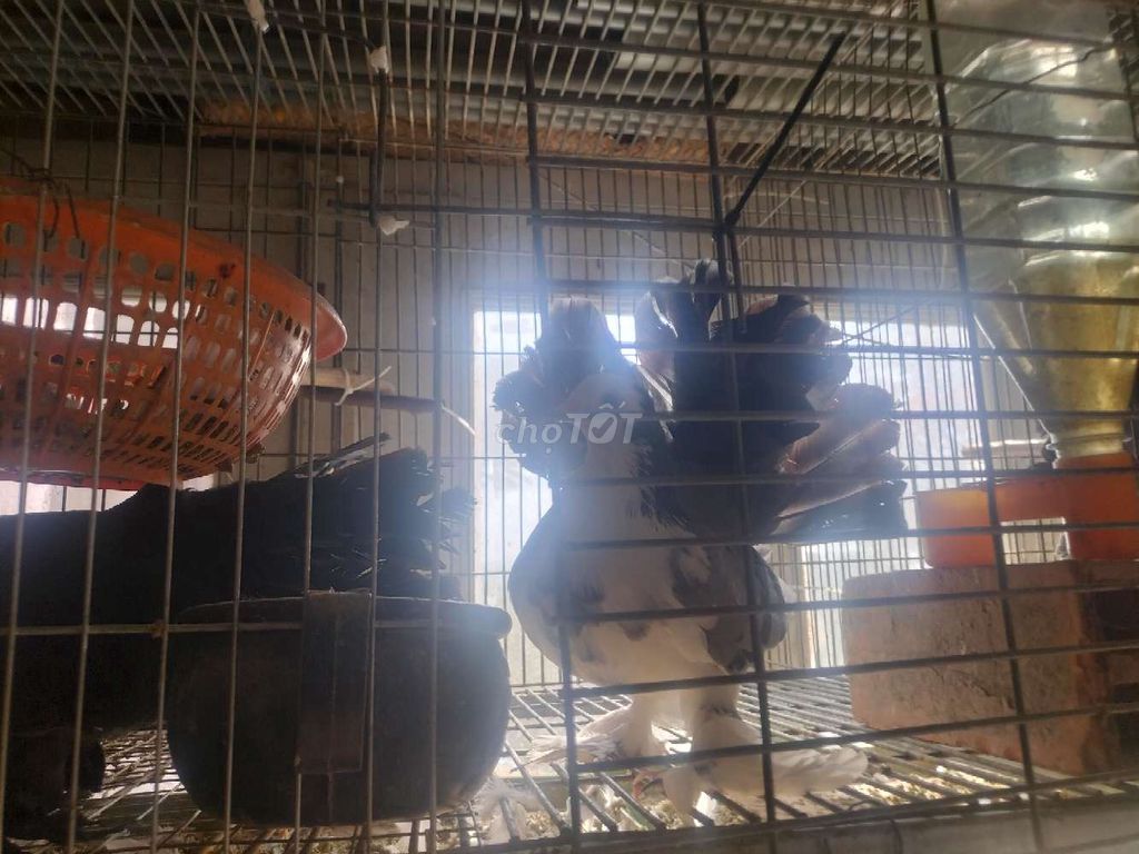 Bồ câu xòe Nhật Đen, trắng 5 cặp. Mua bán Chim tại Huyện Phú Tân An Giang được đăng bởi Hoàng Loan  hình 1