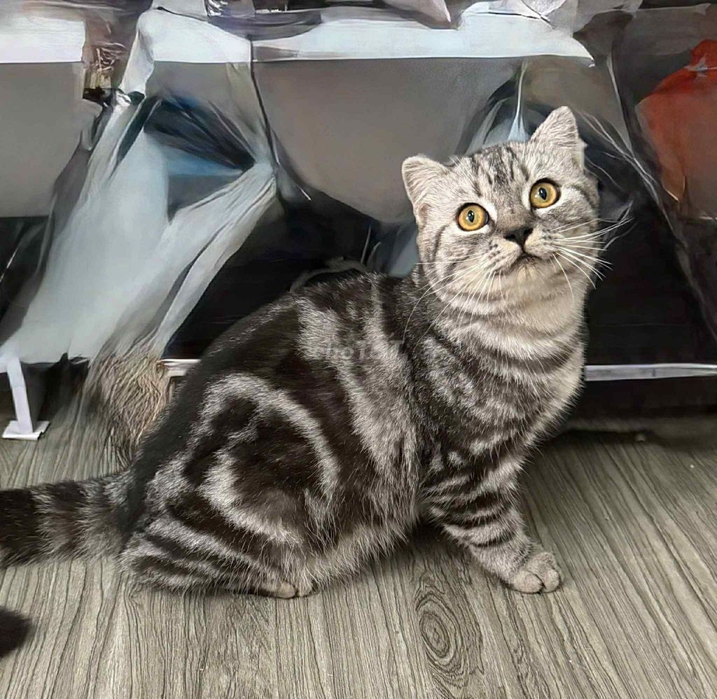 Mèo Anh lông ngắn Tabby. Mua bán Mèo tại Quận 11 Tp Hồ Chí Minh được đăng bởi Vi Milk hình 1