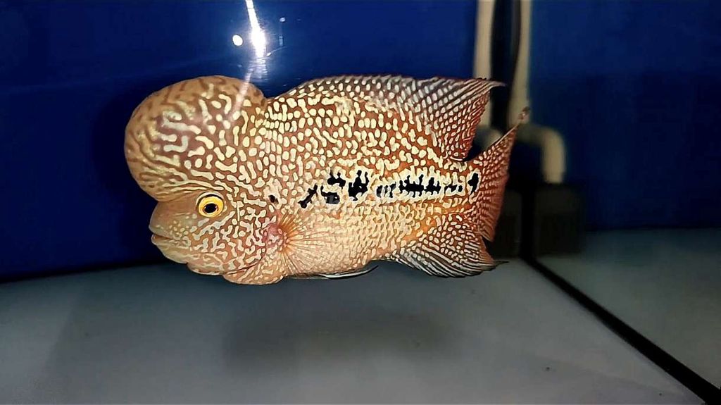 CÁ LA HÁN KAMFA [27]. Mua bán Thú cưng khác tại Quận 8 Tp Hồ Chí Minh được đăng bởi Phan Ngọc Tấn hình 1