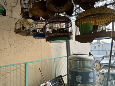 Không thời gian chăm sóc nên thanh lý..... Mua bán Chim tại Quận Tân Bình Tp Hồ Chí Minh được đăng bởi Nhi