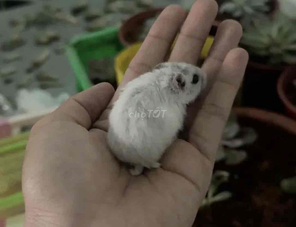 Hamster Robo Trắng. Mua bán Thú cưng khác tại Quận 8 Tp Hồ Chí Minh được đăng bởi Uyên Đỗ hình 1