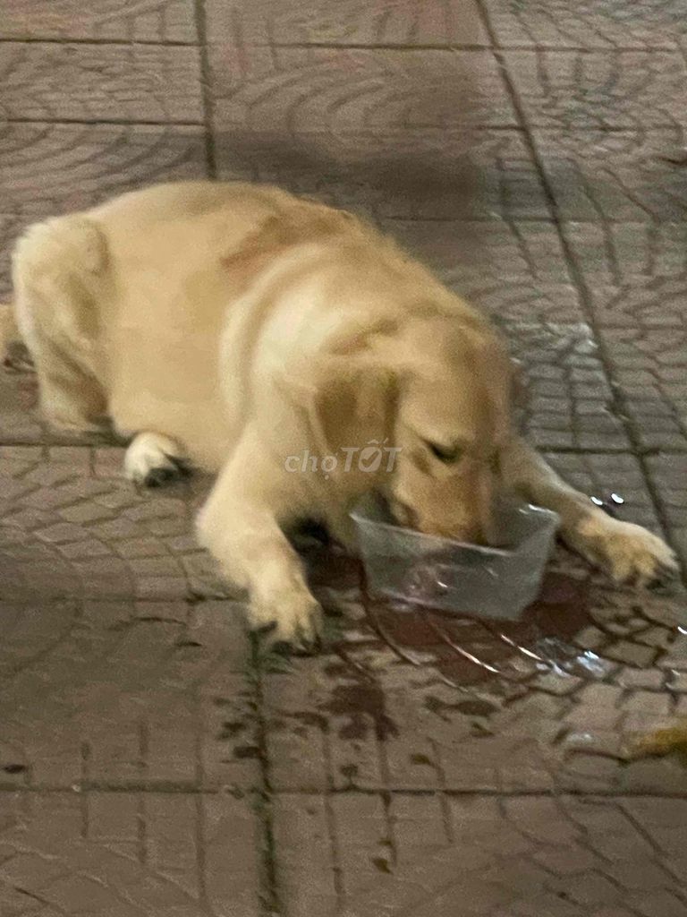 golden xinh gái. Mua bán Chó tại Quận Đống Đa Hà Nội được đăng bởi Phạm Trúc hình 1