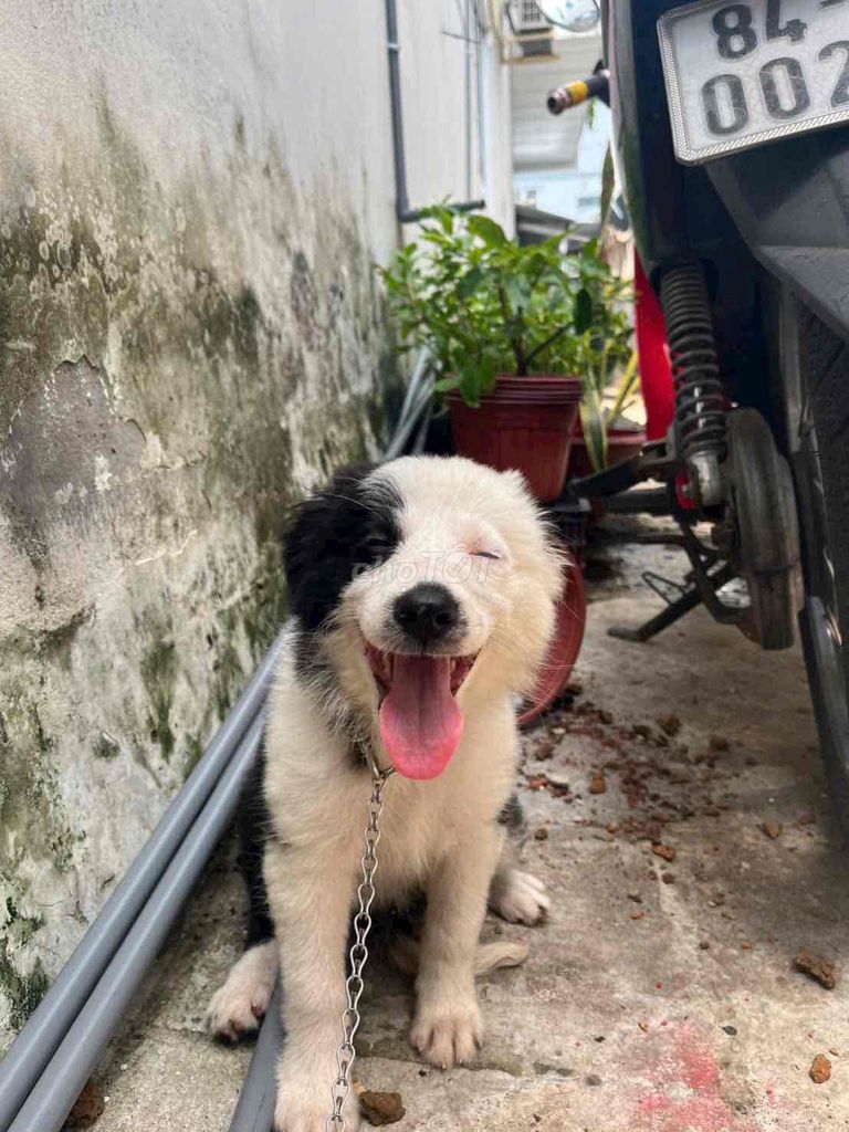 Chó Border Collie đen trắng 3 tháng tuổi. Mua bán Chó tại Thành phố Trà Vinh Trà Vinh được đăng bởi Ngọc Mai Nguyễn hình 1
