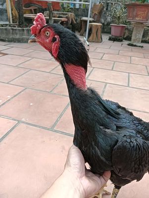 Gà tơ. Mua bán Gà tại Huyện Đông Hưng Thái Bình được đăng bởi phạm văn việt