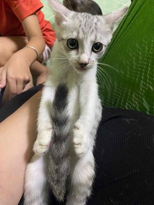 Mèo đực Trắng xám