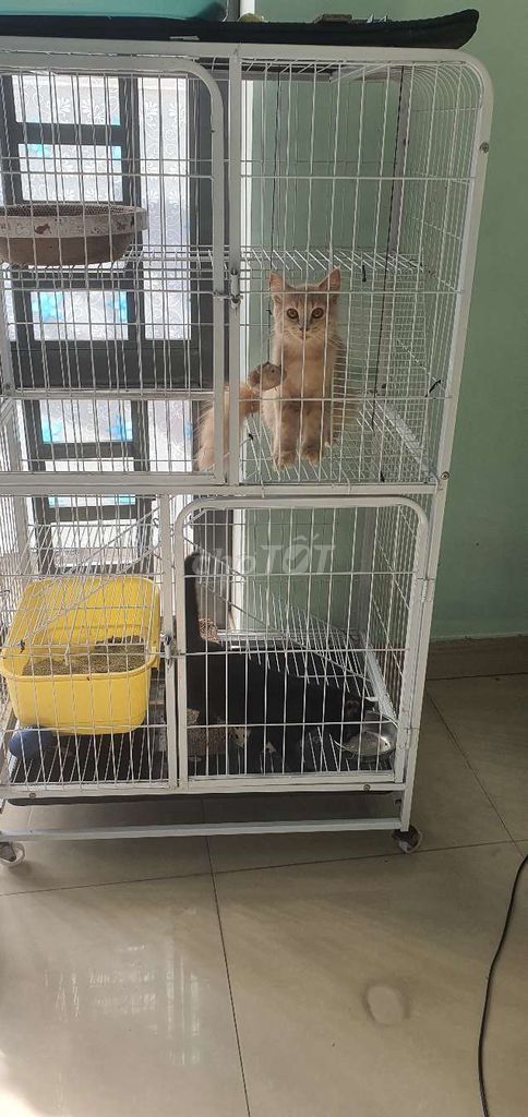 Mình cần bán gấp 2 bé mèo va 1 chuong. Mua bán Mèo tại Huyện Hóc Môn Tp Hồ Chí Minh được đăng bởi Cuong hình 3