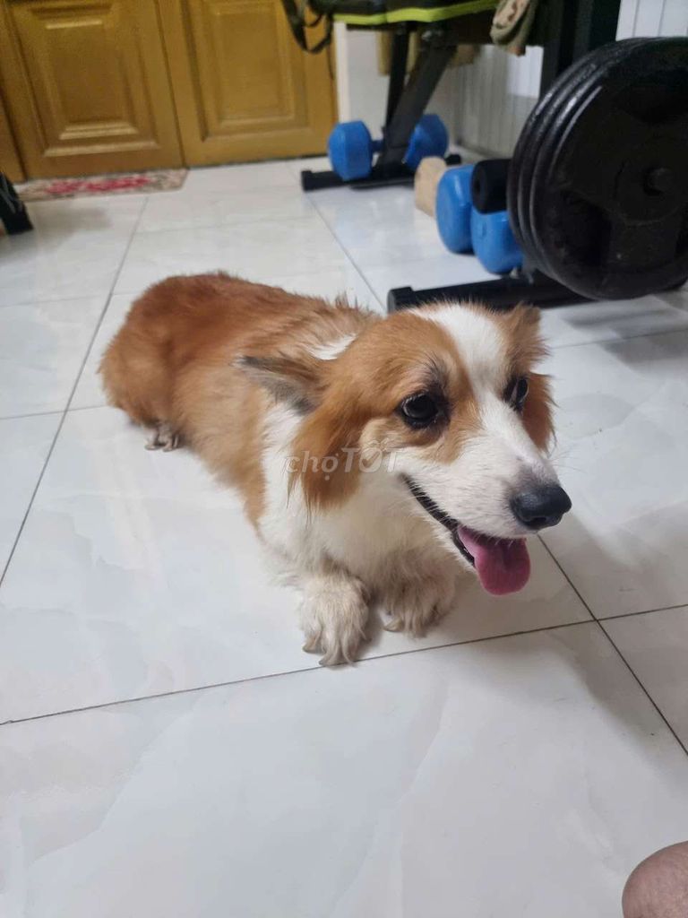 Corgi cái