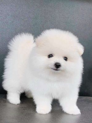 Chó Phốc Sóc Mini trắng Lanh.. Mua bán Chó tại Quận 6 Tp Hồ Chí Minh được đăng bởi Tiệm Pet Nhà Mun hình 1