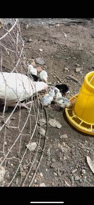 bạch nhạn. Mua bán Gà tại Huyện Chương Mỹ Hà Nội được đăng bởi Phan Anh