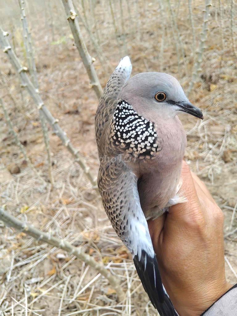 Cu gáy buôn đôn Eakar. Mua bán Chim tại Thành phố Thủ Đức Tp Hồ Chí Minh được đăng bởi Chim Cảnh hình 1