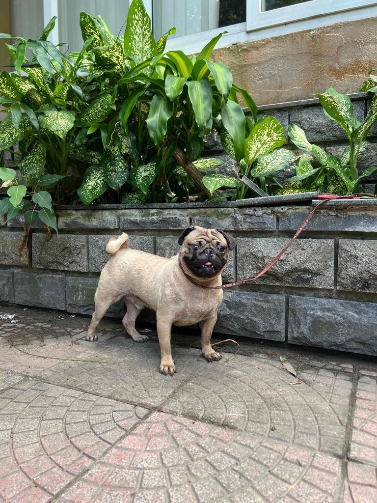 chó pug mặt lợn