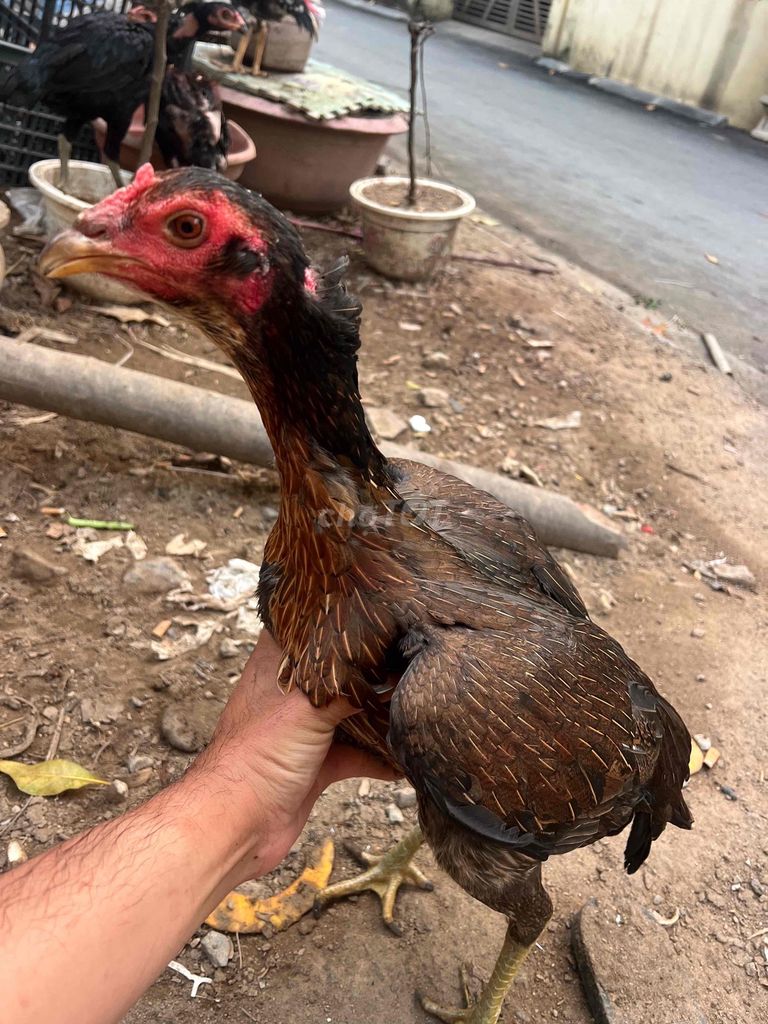 Gà mái Chân xanh mặt râu dòng phá kiềng. Mua bán Gà tại Huyện Đông Anh Hà Nội được đăng bởi tuan hình 1