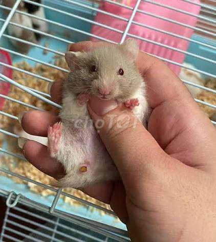 Hamster Bear tạng to. Mua bán Thú cưng khác tại Quận 12 Tp Hồ Chí Minh được đăng bởi Văn phòng phẩm giá kho hình 1