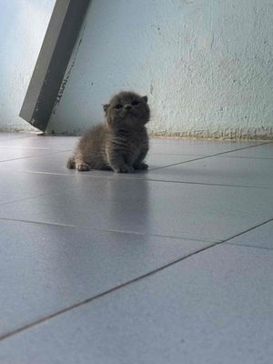 bé chân ngắn đực dễ thương. Mua bán Mèo tại Quận Bình Tân Tp Hồ Chí Minh được đăng bởi Thanh trúc